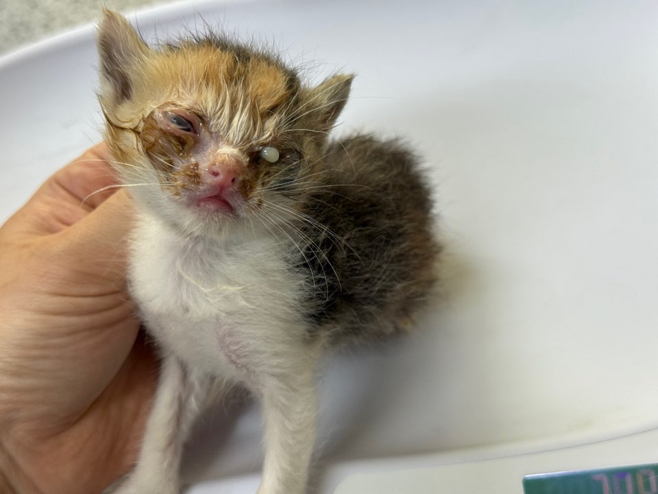[고양이] 한국 고양이 광주-광산-2025-00221 유기동물 배경 이미지 입니다.